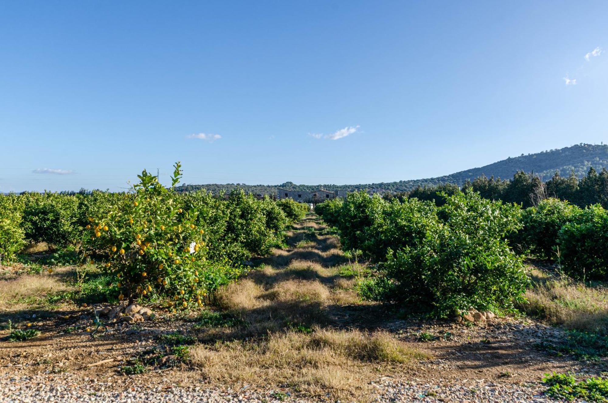 El Limonar De Mallorca - Agroturismo Ballerics エクステリア 写真