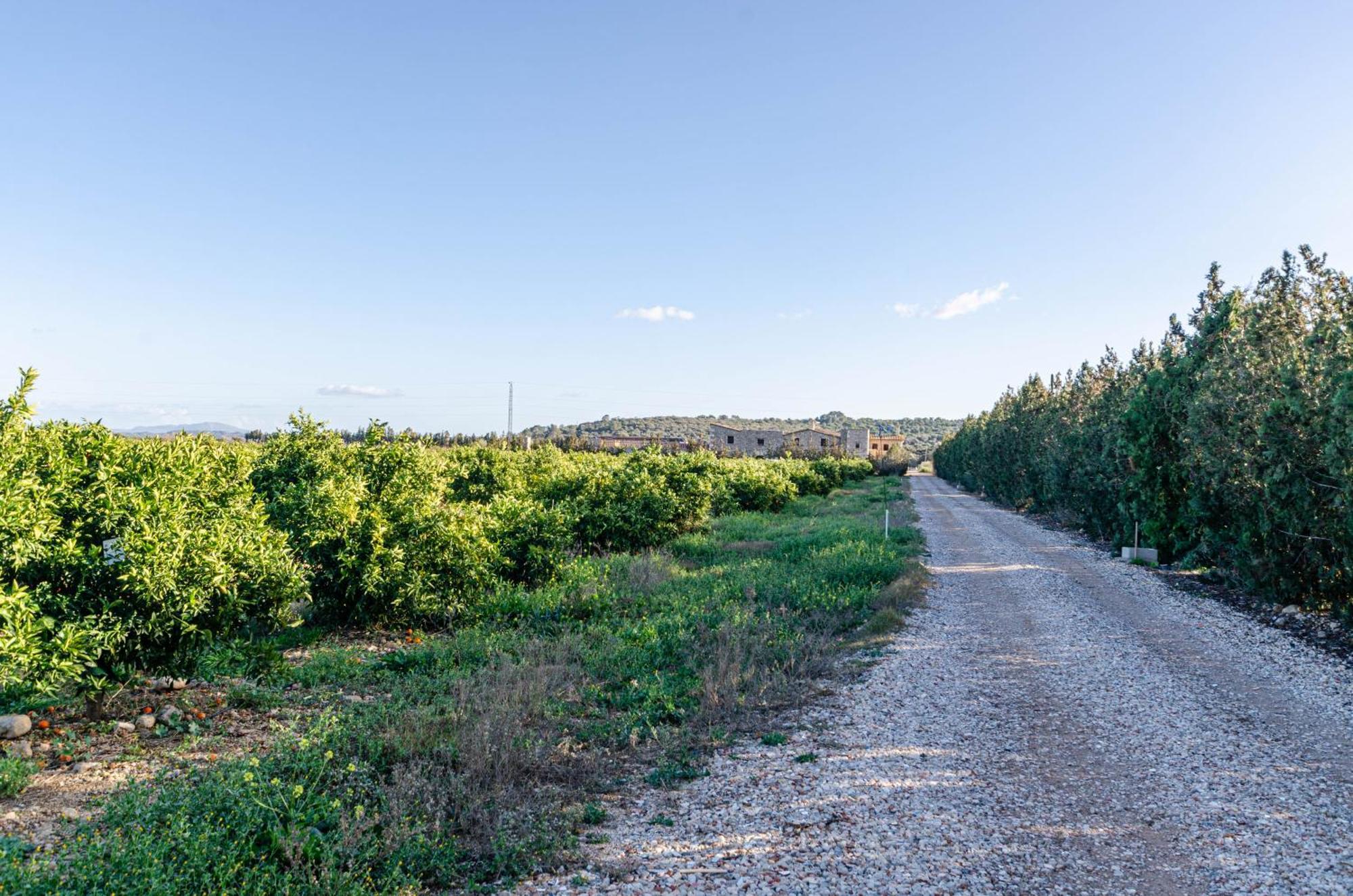 El Limonar De Mallorca - Agroturismo Ballerics エクステリア 写真
